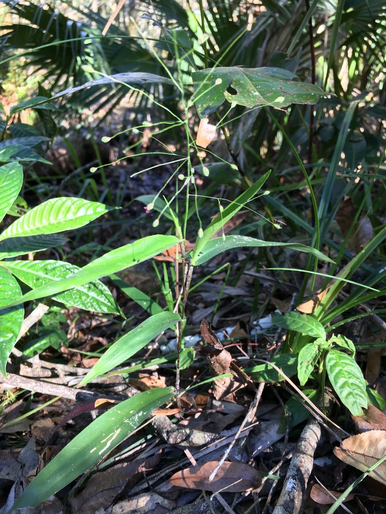 Dichanthelium commutatum