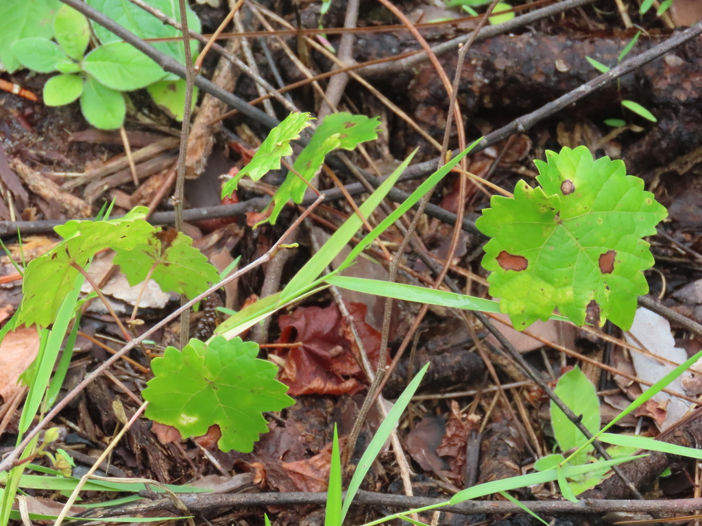 Dichanthelium dichotomum