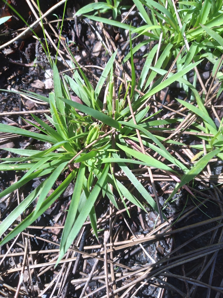 Dichanthelium ensifolium var. ensifolium