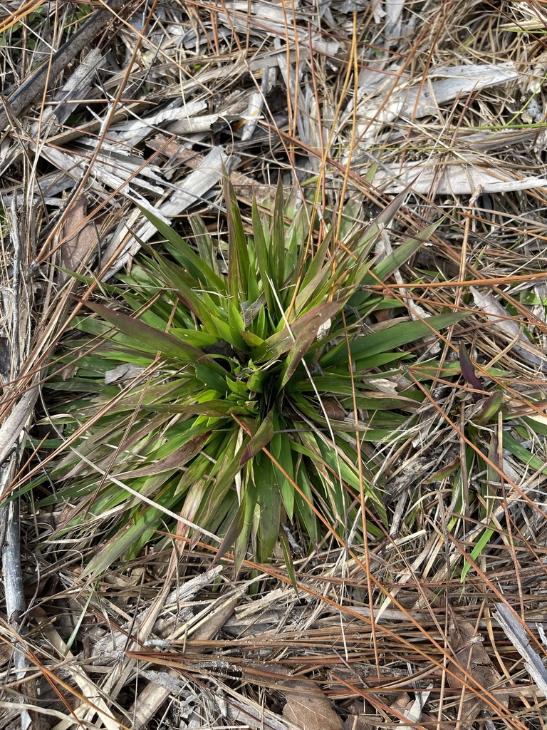 Dichanthelium ensifolium var. unciphyllum