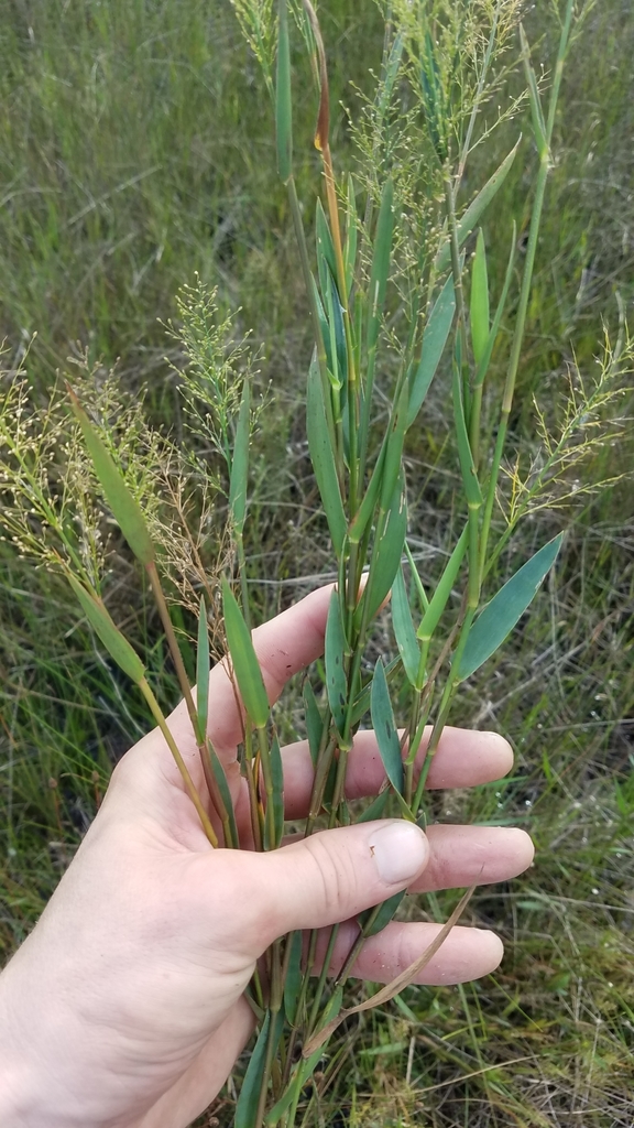 Dichanthelium erectifolium