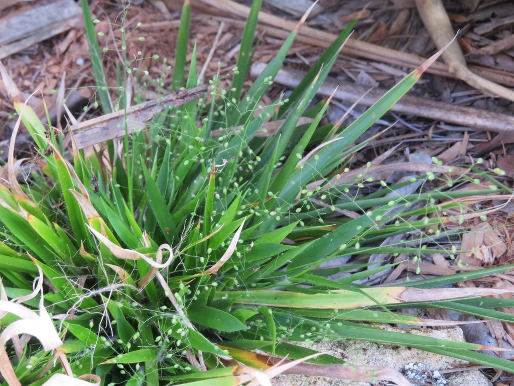 Dichanthelium laxiflorum