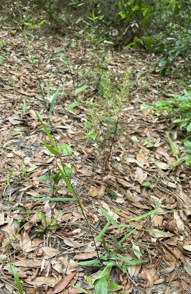 Dichanthelium oligosanthes