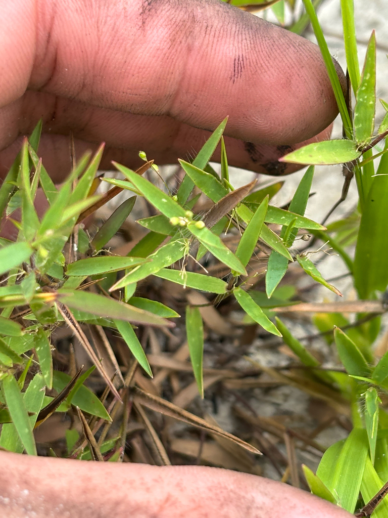 Dichanthelium portoricense