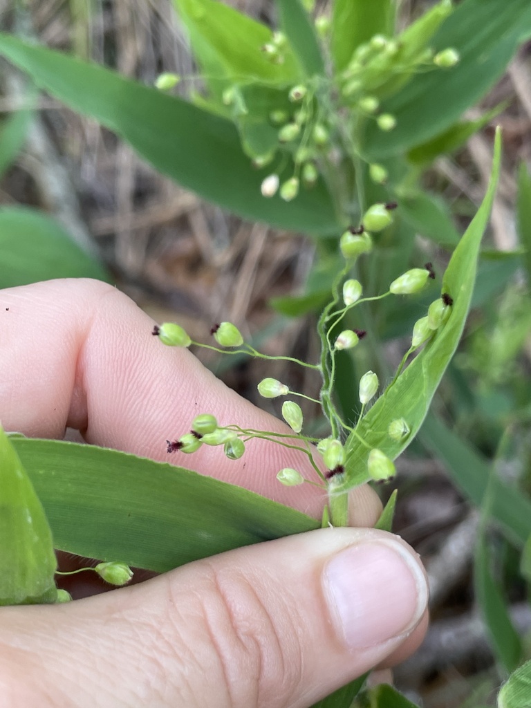 Dichanthelium ravenelii