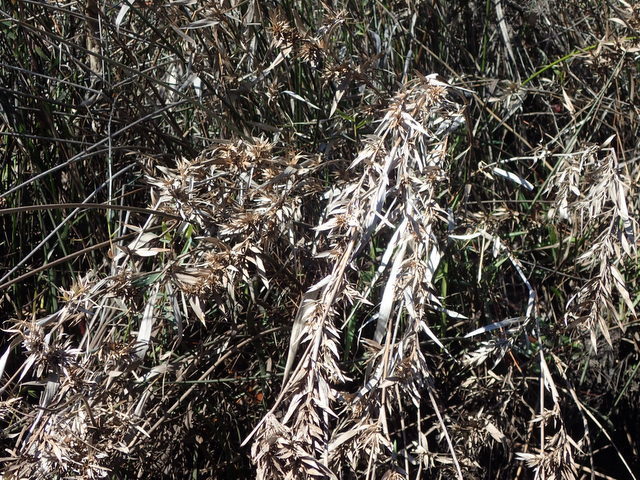 Dichanthelium scabriusculum