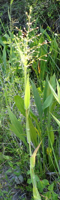 Dichanthelium scoparium