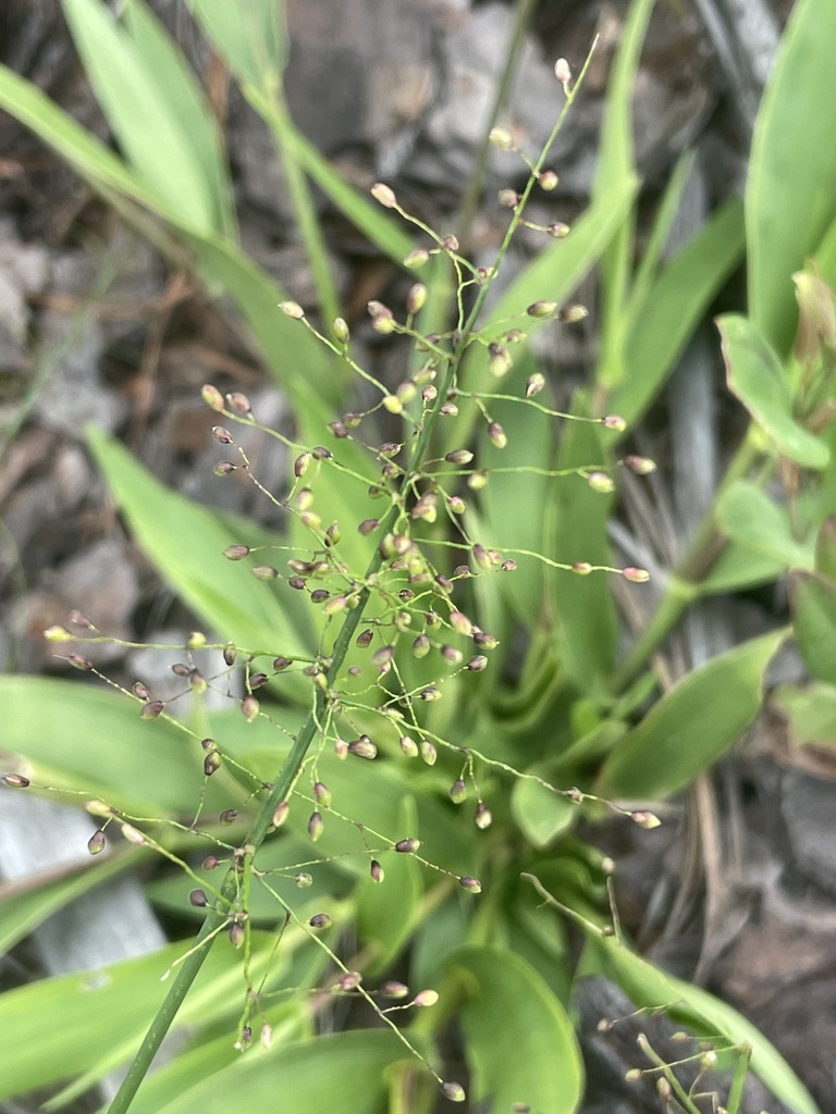 Dichanthelium sphaerocarpon