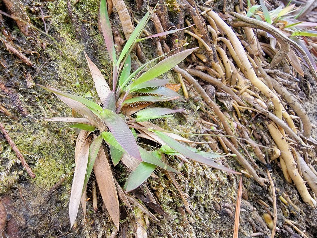 Dichanthelium strigosum var. glabrescens