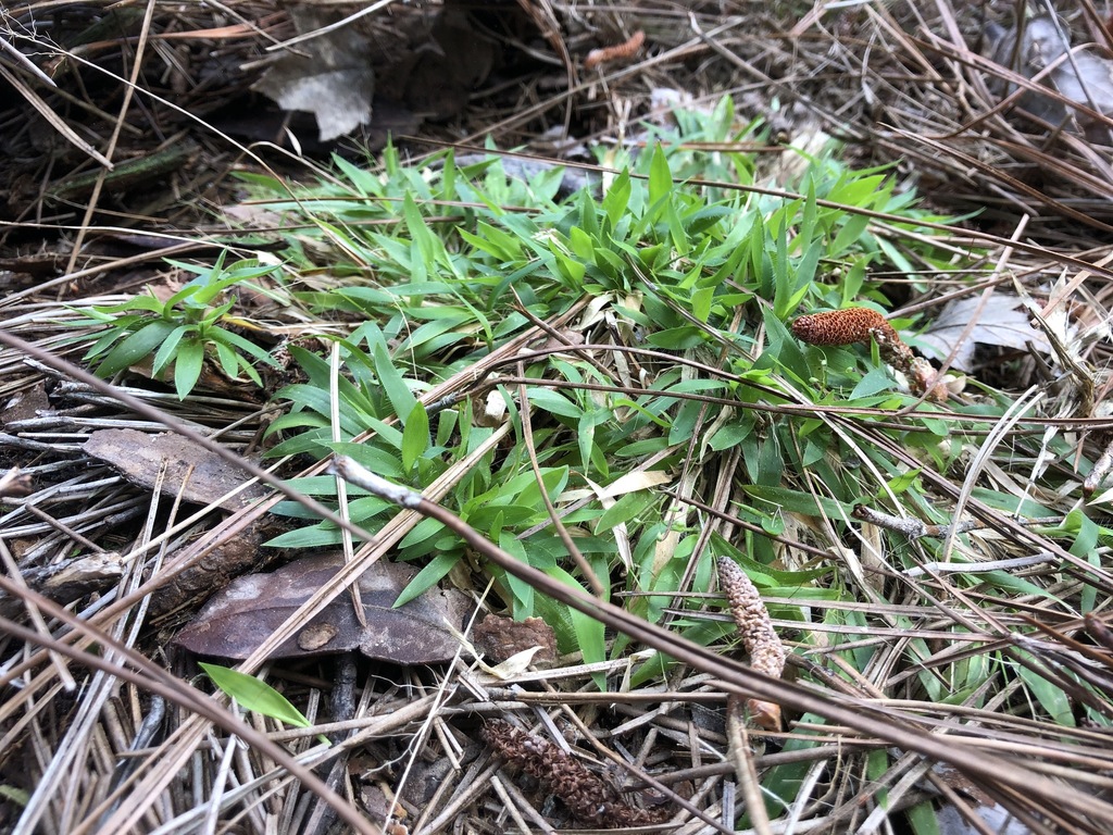 Dichanthelium strigosum var. leucoblepharis