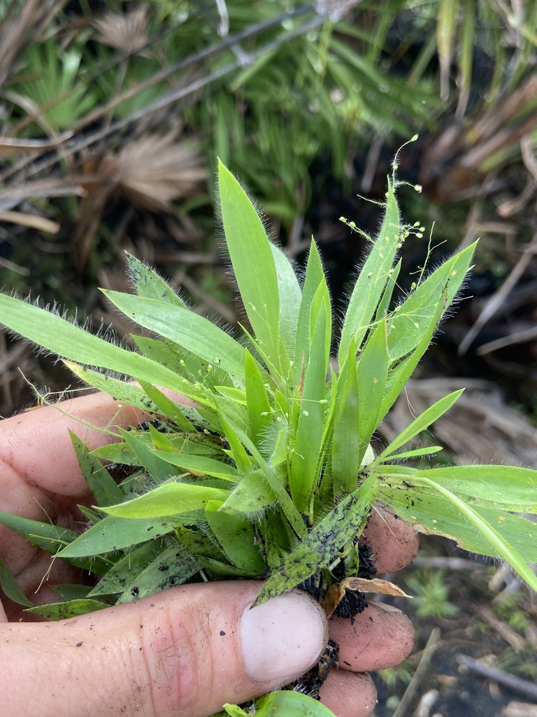 Dichanthelium strigosum var. strigosum