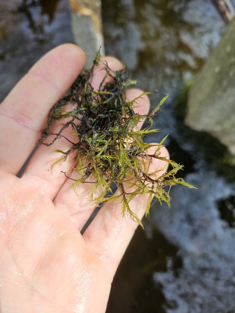 Dichelyma capillaceum