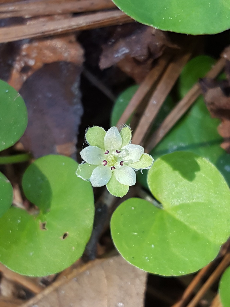 Dichondra carolinensis