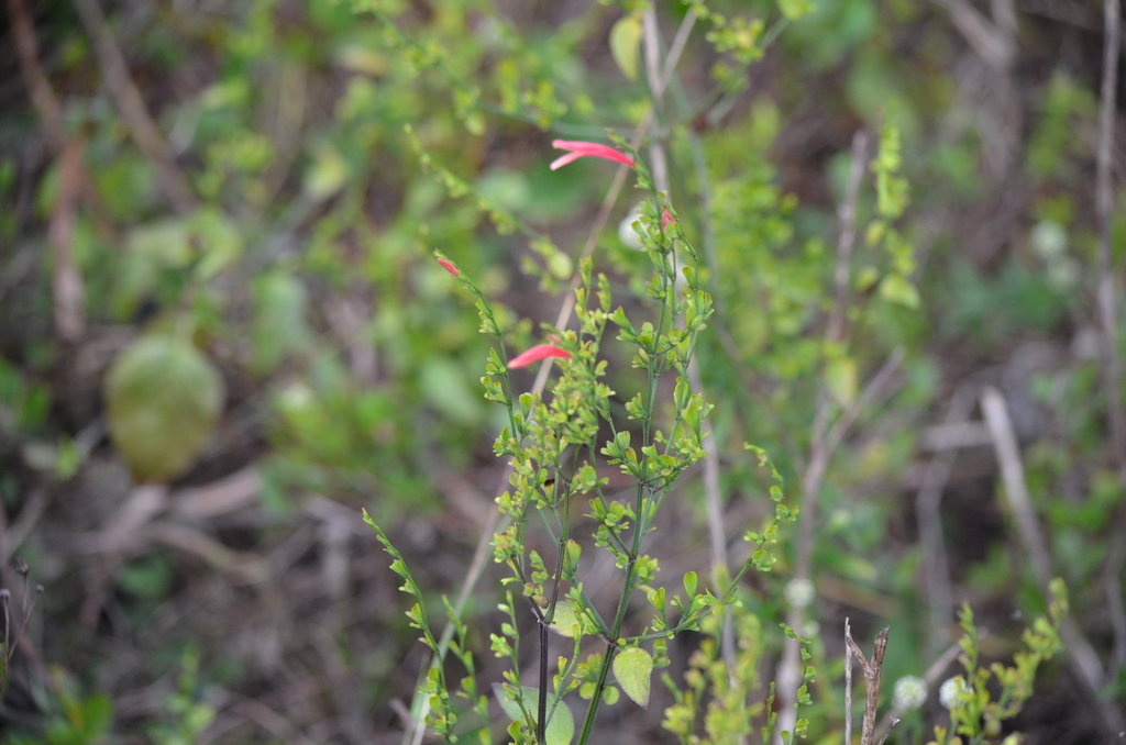 Dicliptera sexangularis