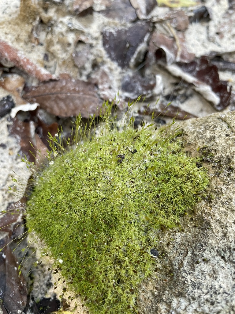 Dicranella heteromalla