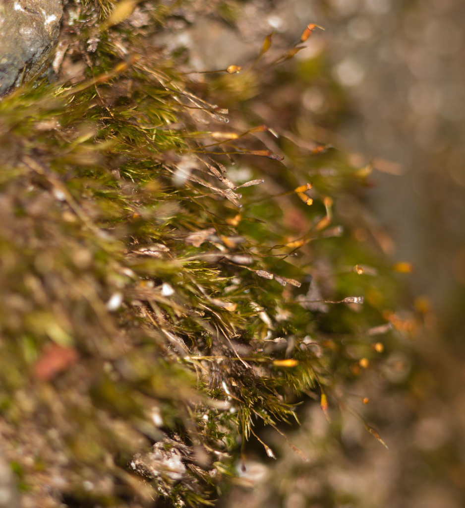 Dicranella hilariana