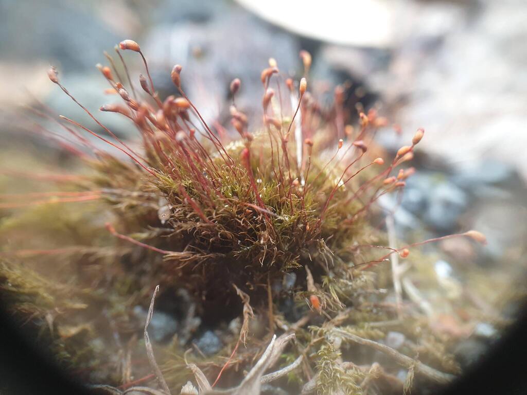 Dicranella varia