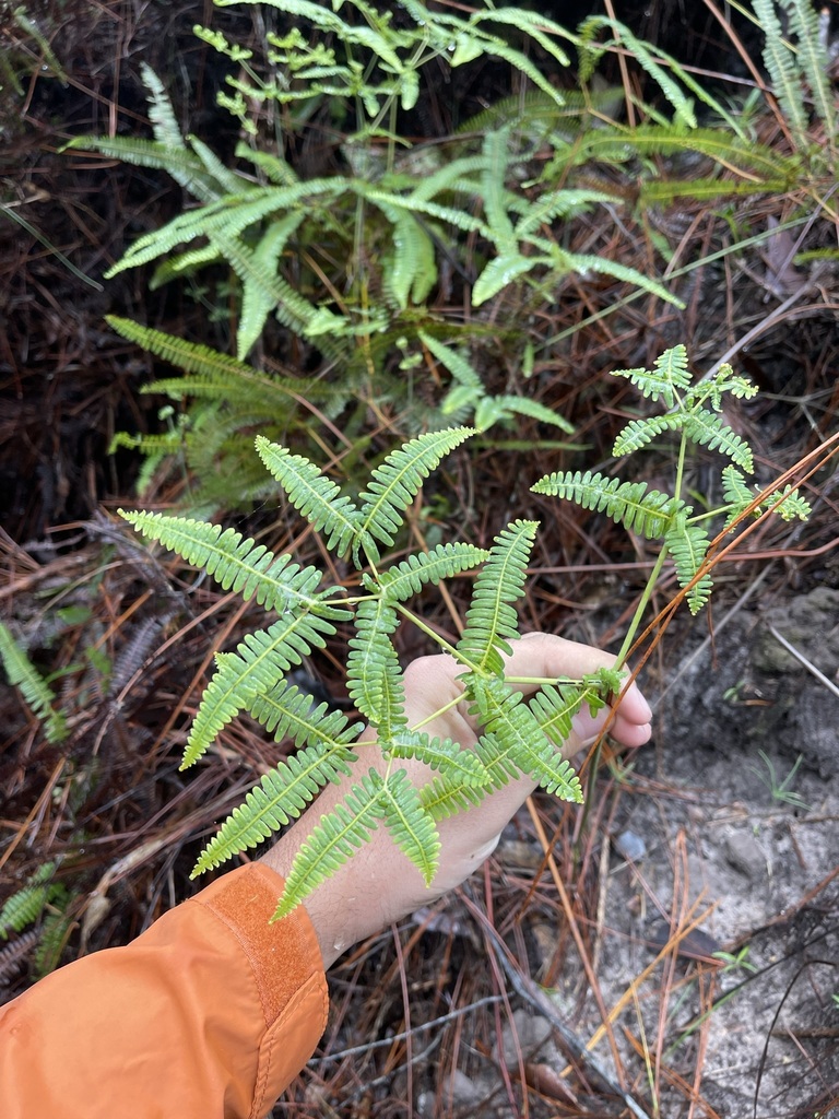 Dicranopteris flexuosa
