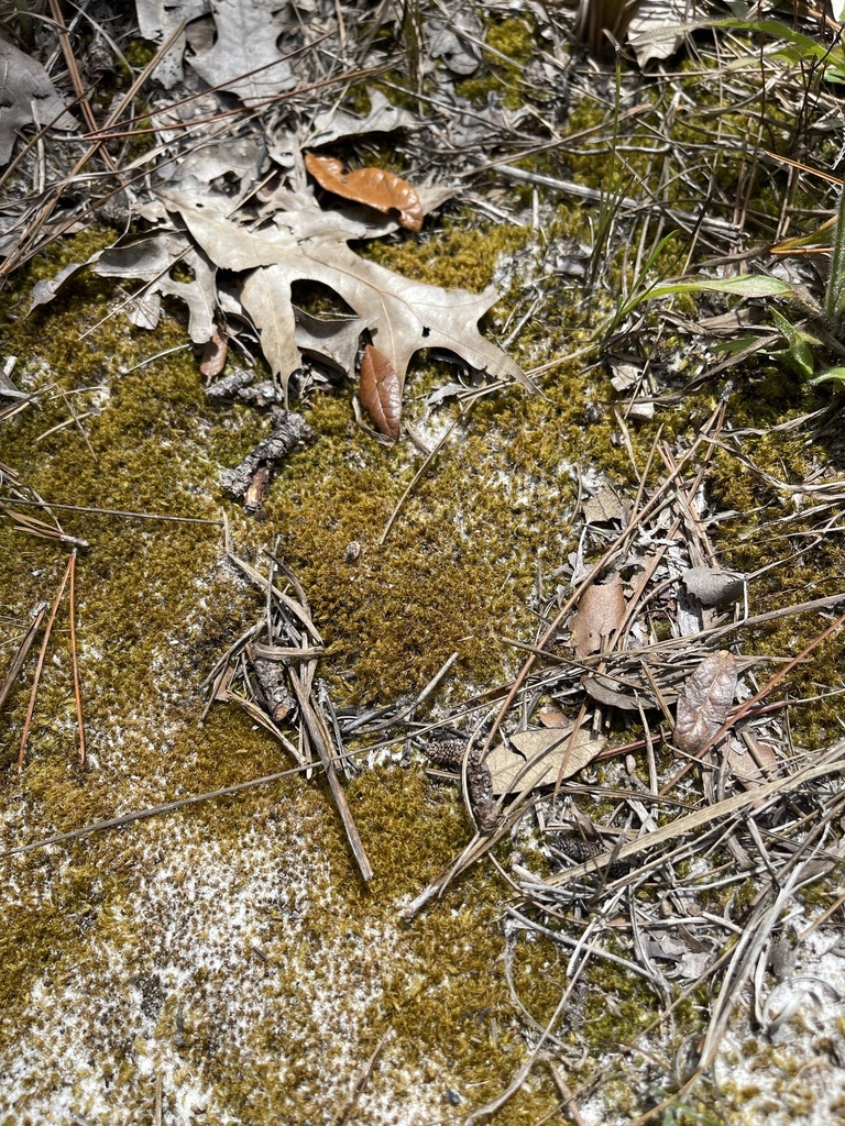 Dicranum condensatum