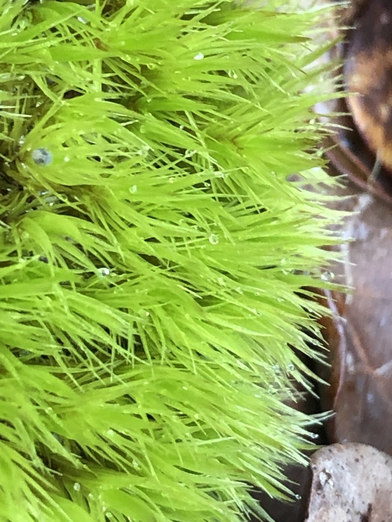 Dicranum scoparium