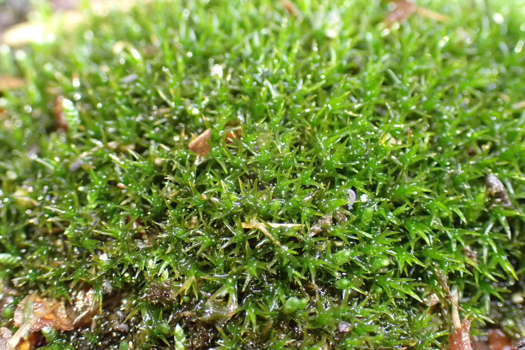 Didymodon rigidulus