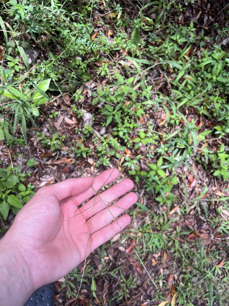 Digitaria ciliaris
