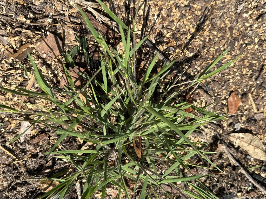 Digitaria cognata