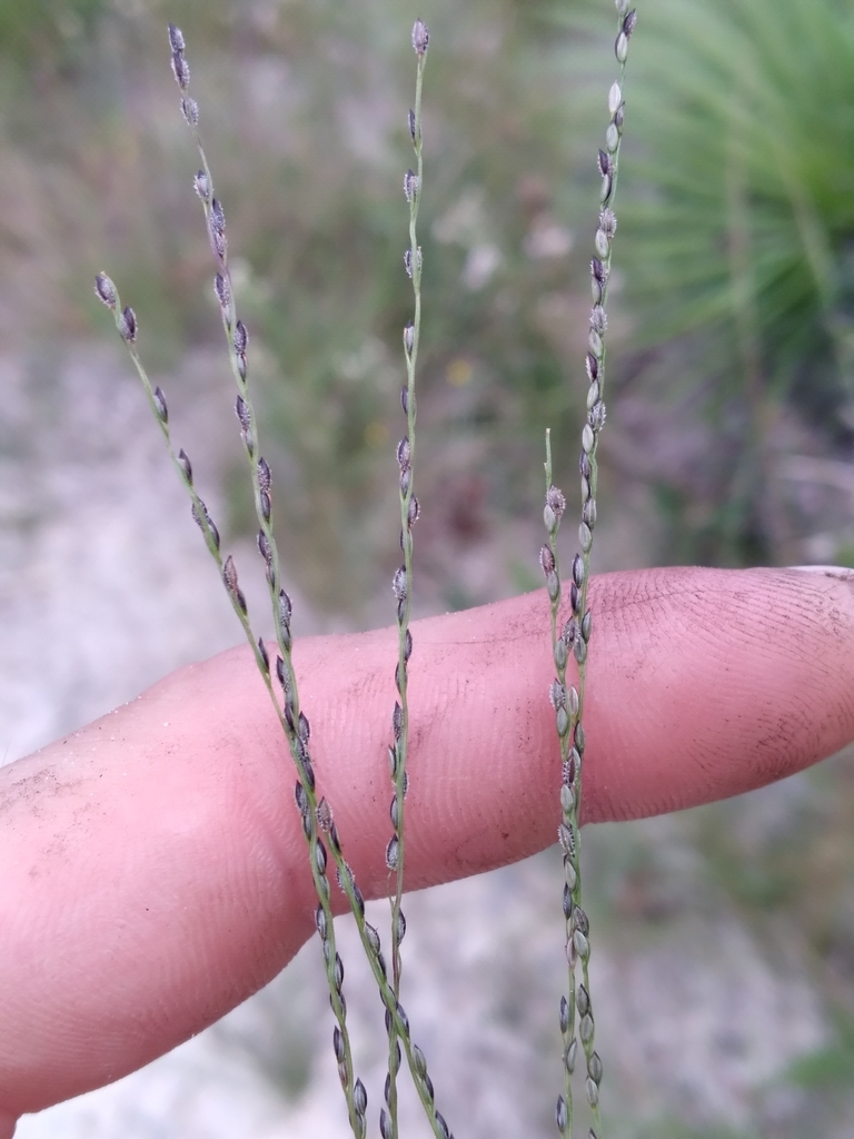 Digitaria filiformis var. dolichophylla