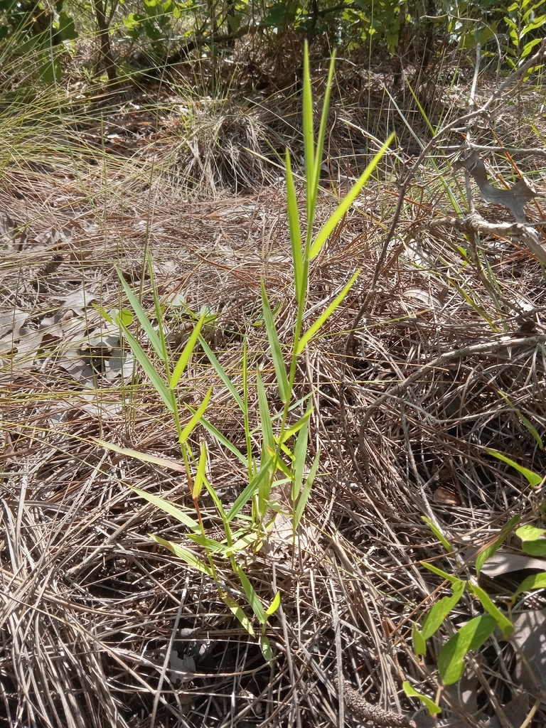 Digitaria floridana