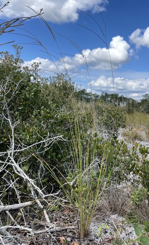 Digitaria gracillima
