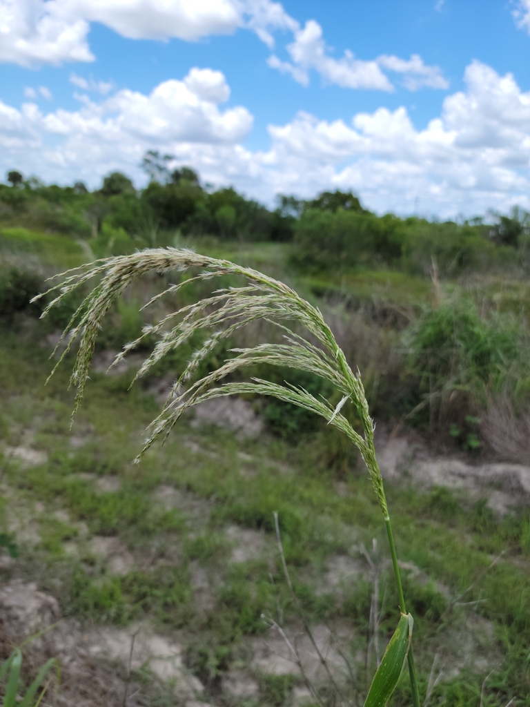 Digitaria insularis