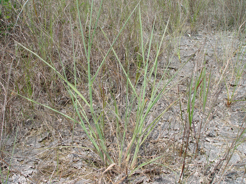 Digitaria pauciflora