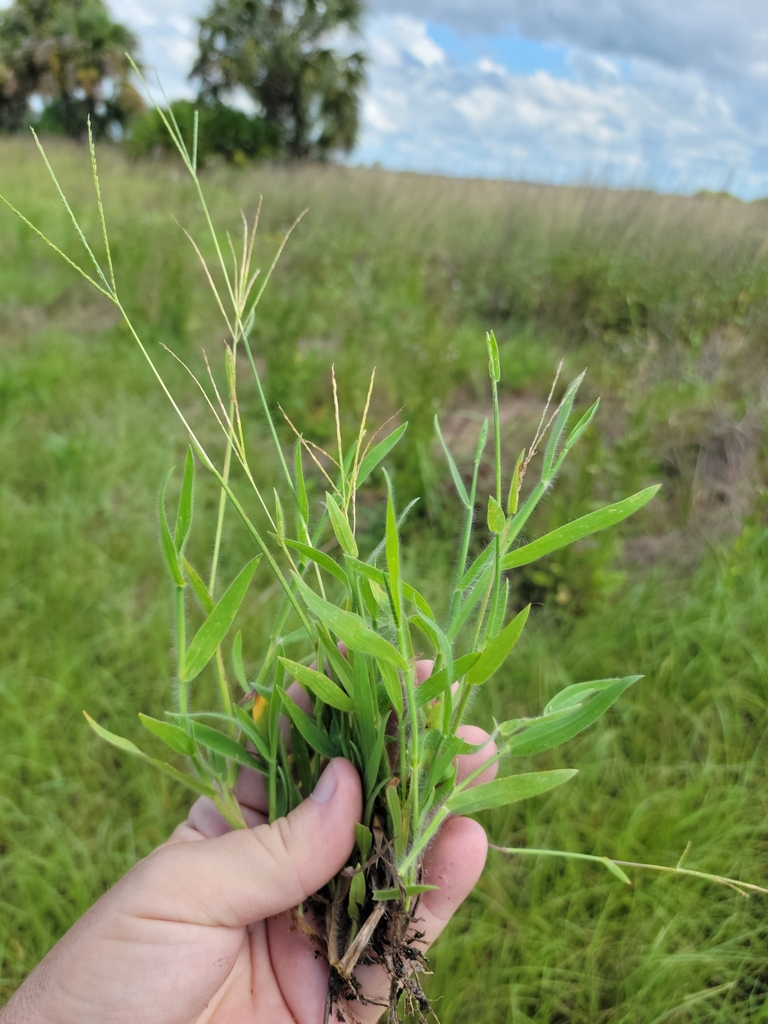 Digitaria serotina