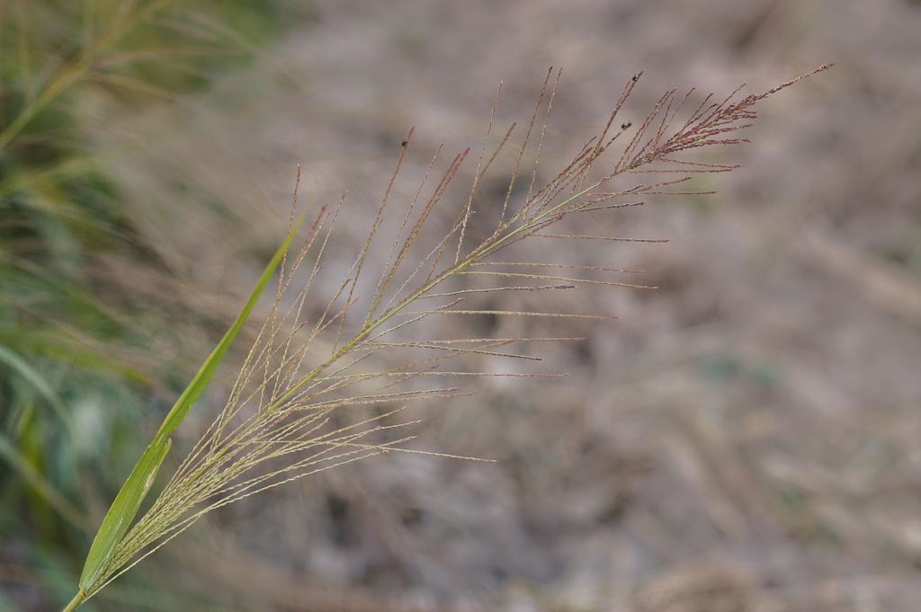 Dinebra panicea subsp. mucronata