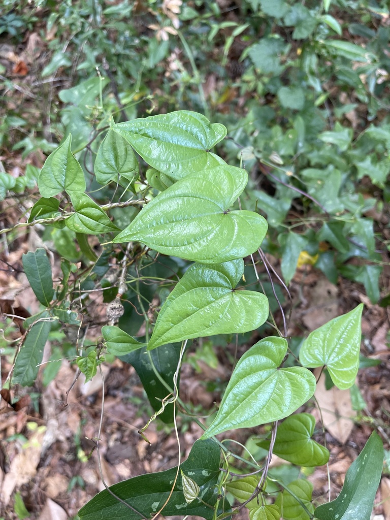 Dioscorea floridana