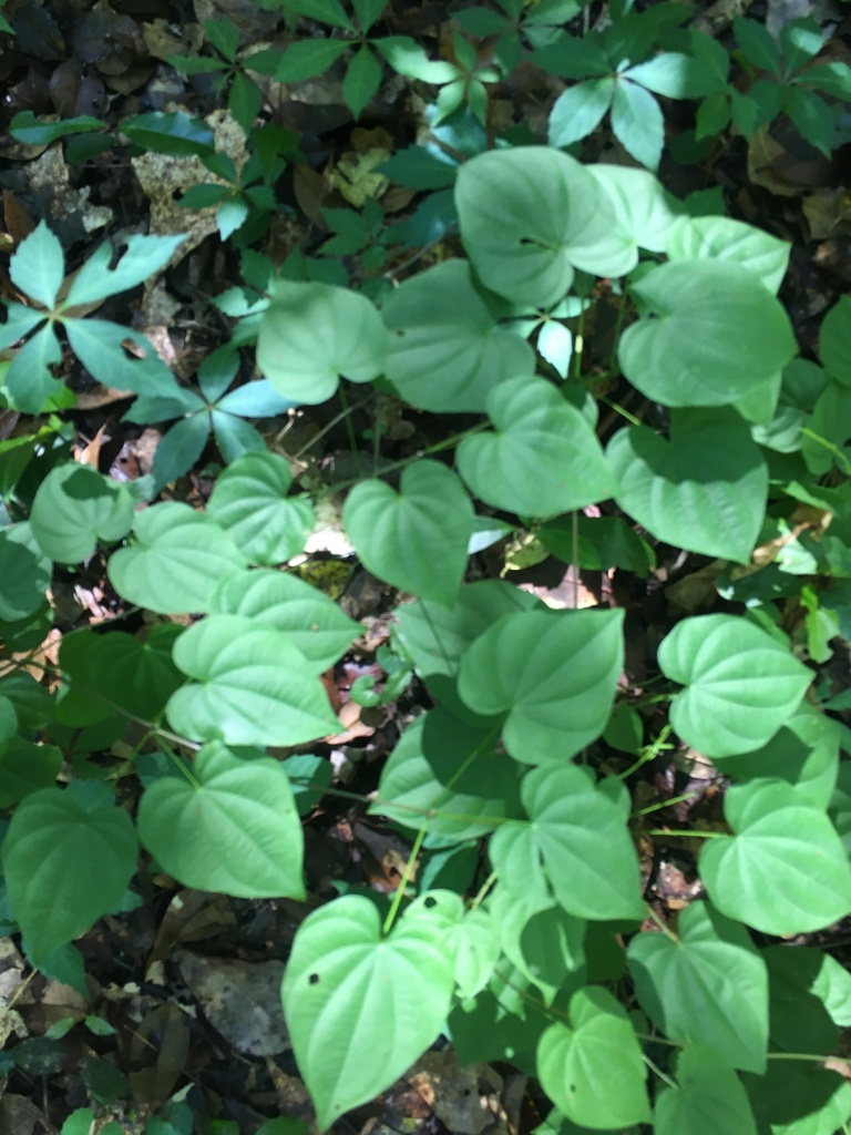 Dioscorea villosa