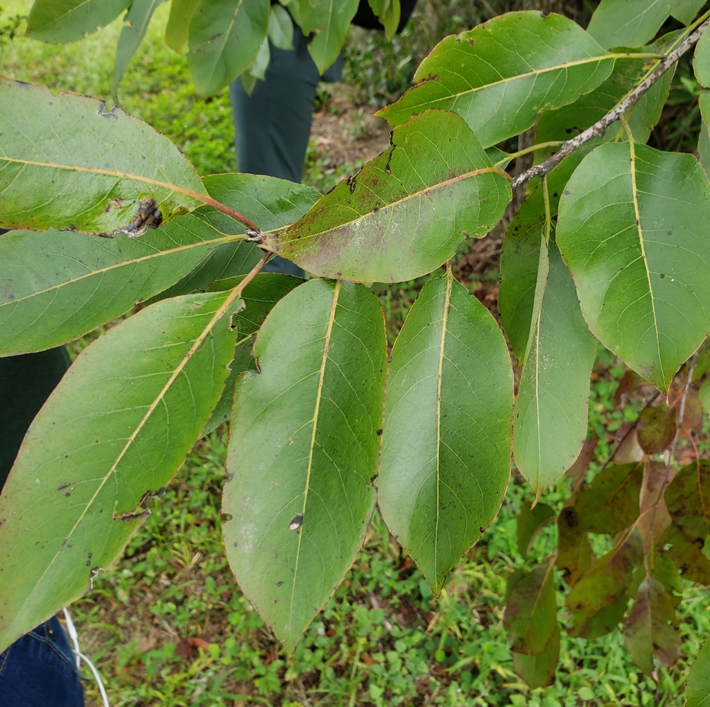 Diospyros virginiana