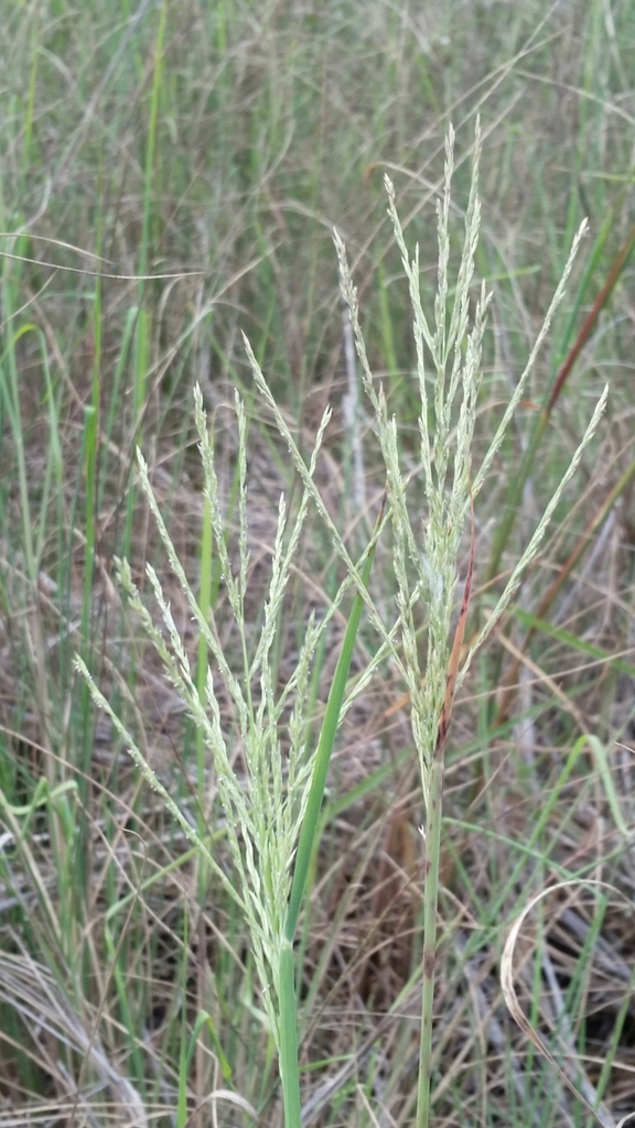 Diplachne fusca subsp. fascicularis