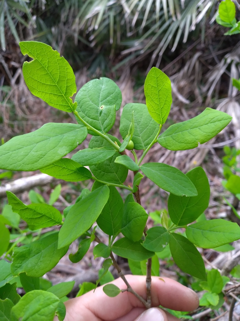 Dirca palustris