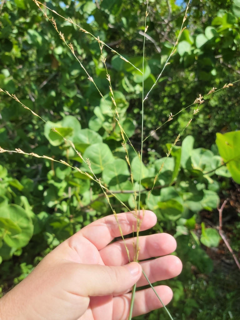 Disakisperma dubium