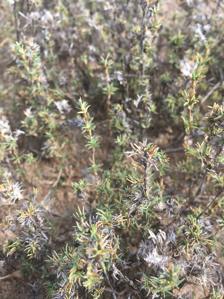 Distichlis littoralis