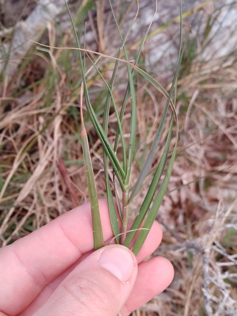 Distichlis spicata