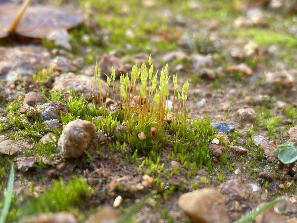 Ditrichum pusillum