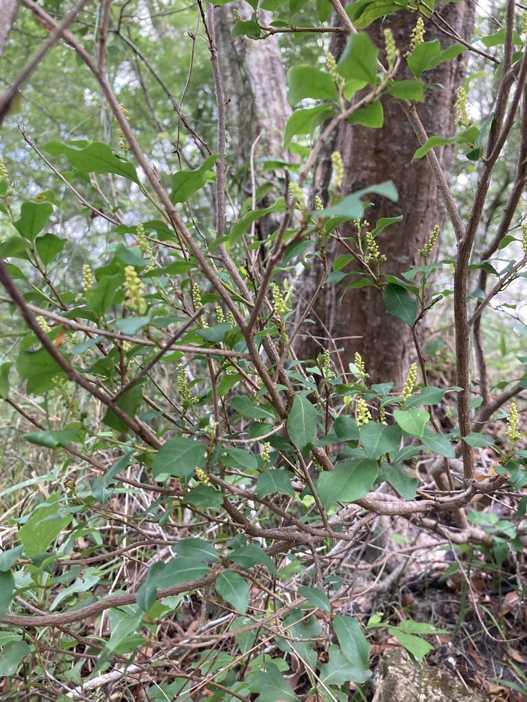 Ditrysinia fruticosa