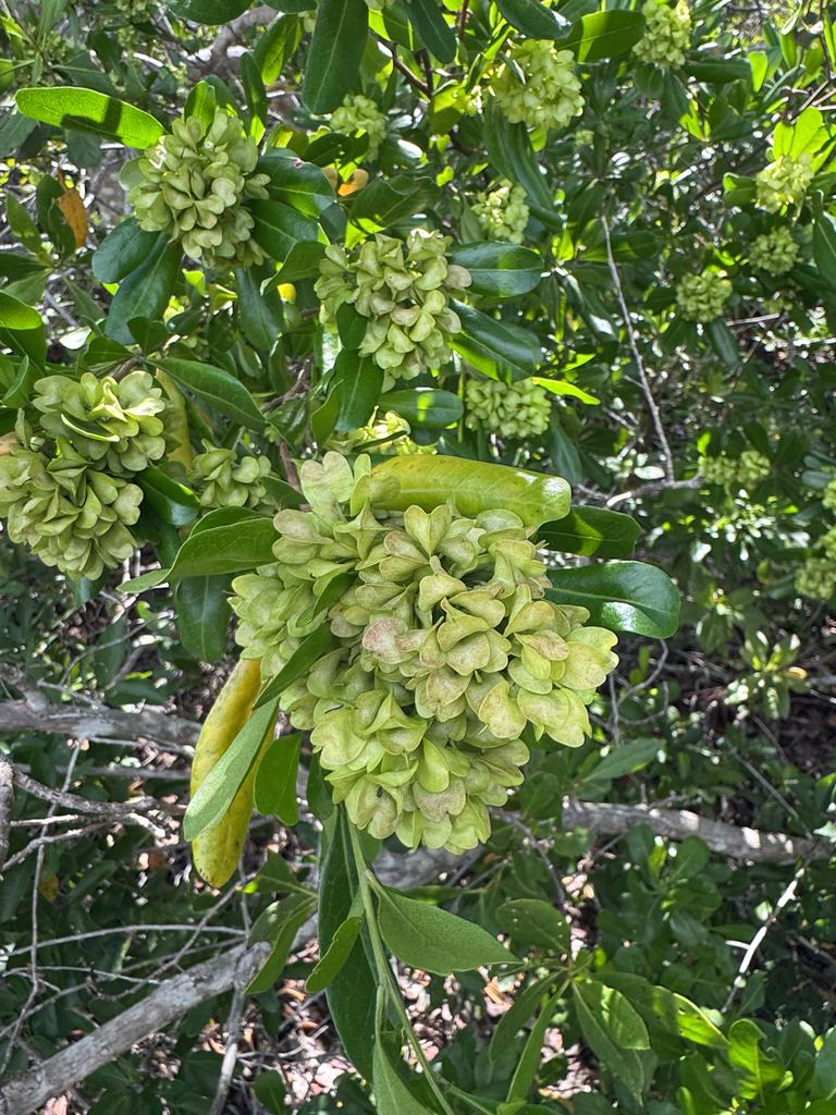 Dodonaea elaeagnoides
