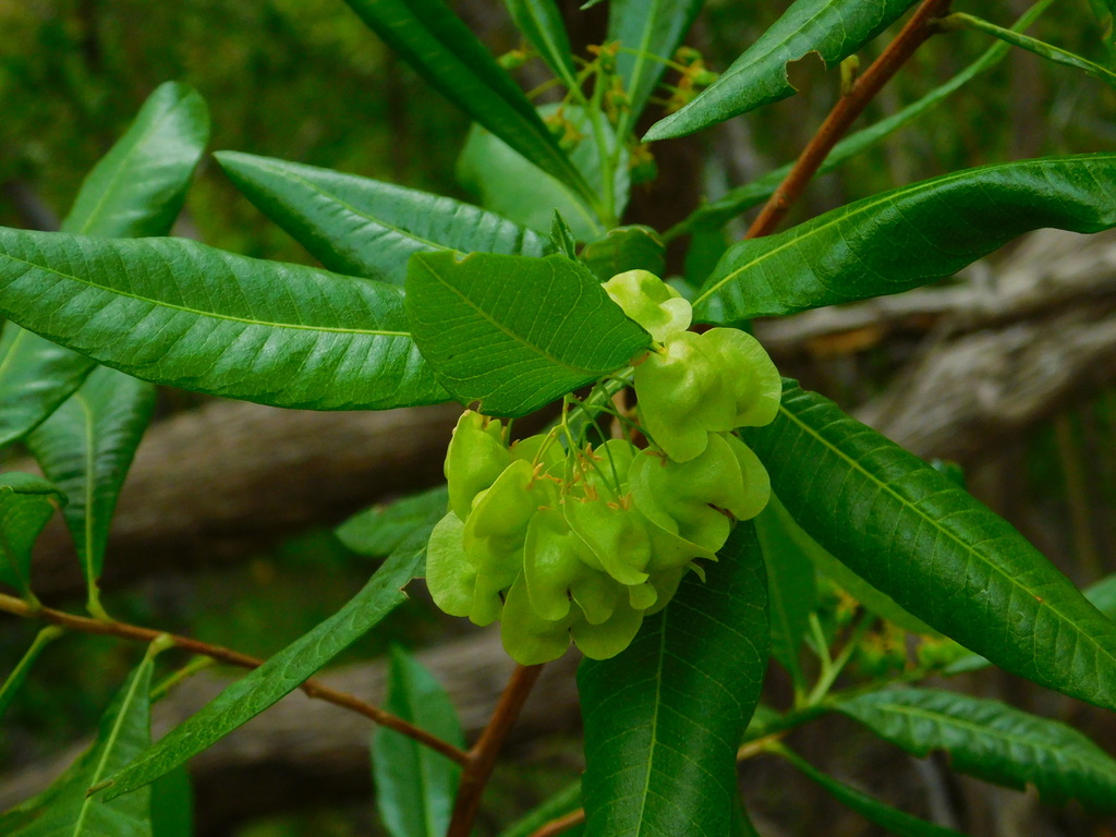 Dodonaea viscosa