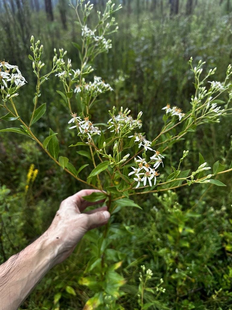 Doellingeria sericocarpoides