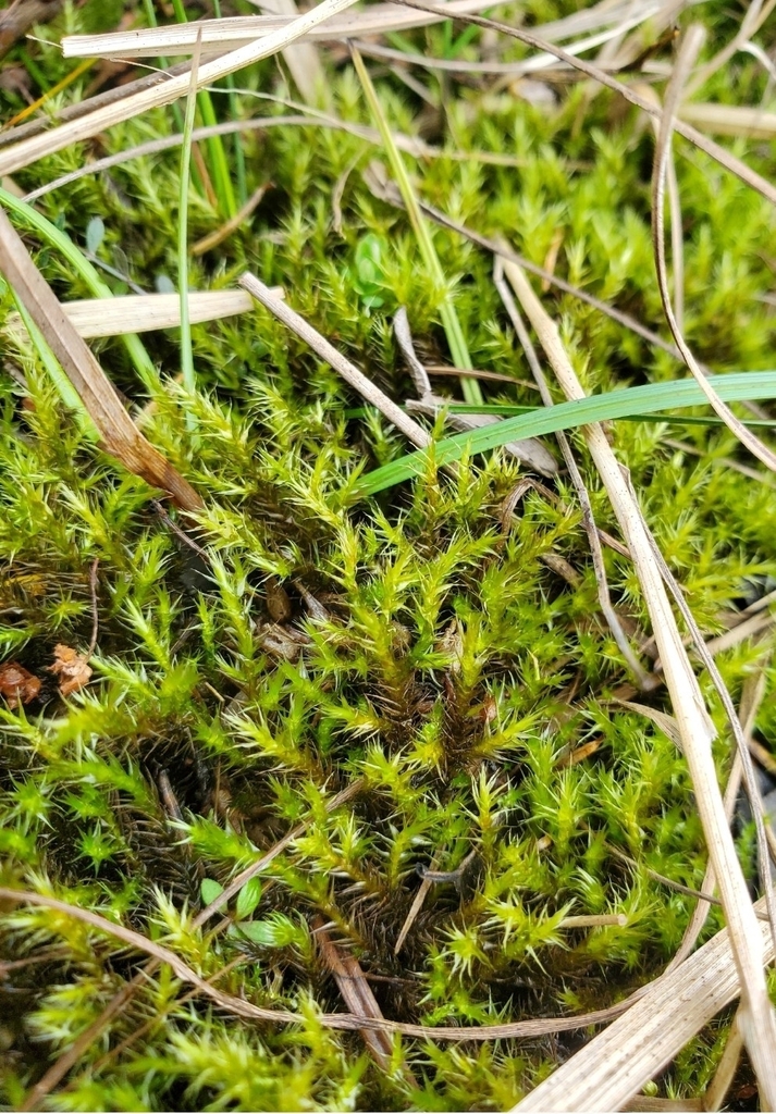 Drepanocladus polygamus
