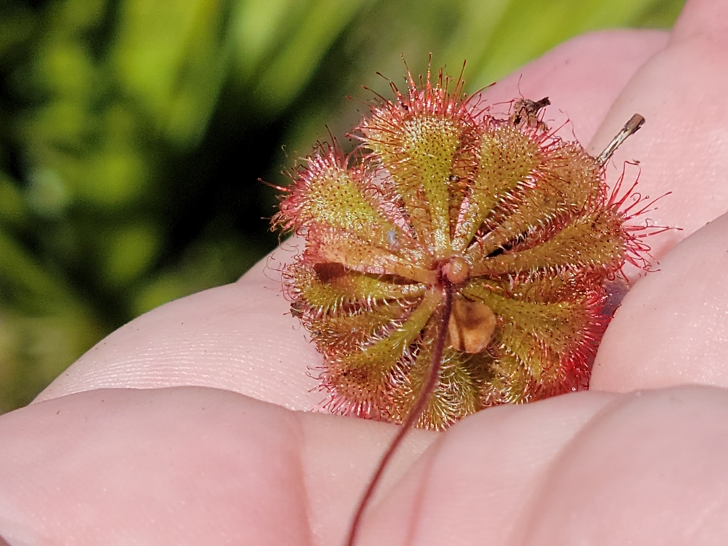Drosera brevifolia