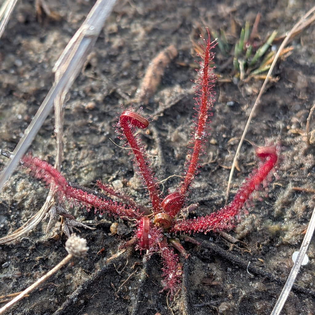 Drosera floridana